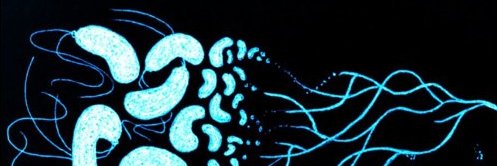 Julia Schwartzman banner