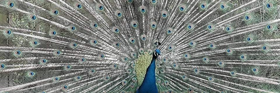 lucrecja's profile banner image