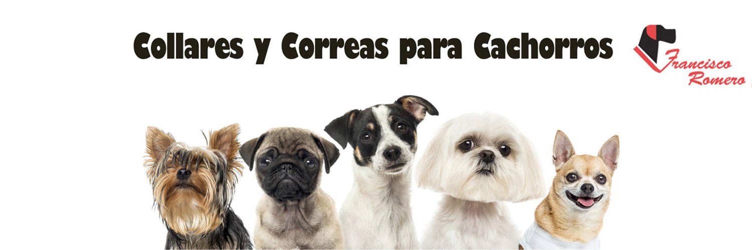 CollaresPerros1's profile banner image