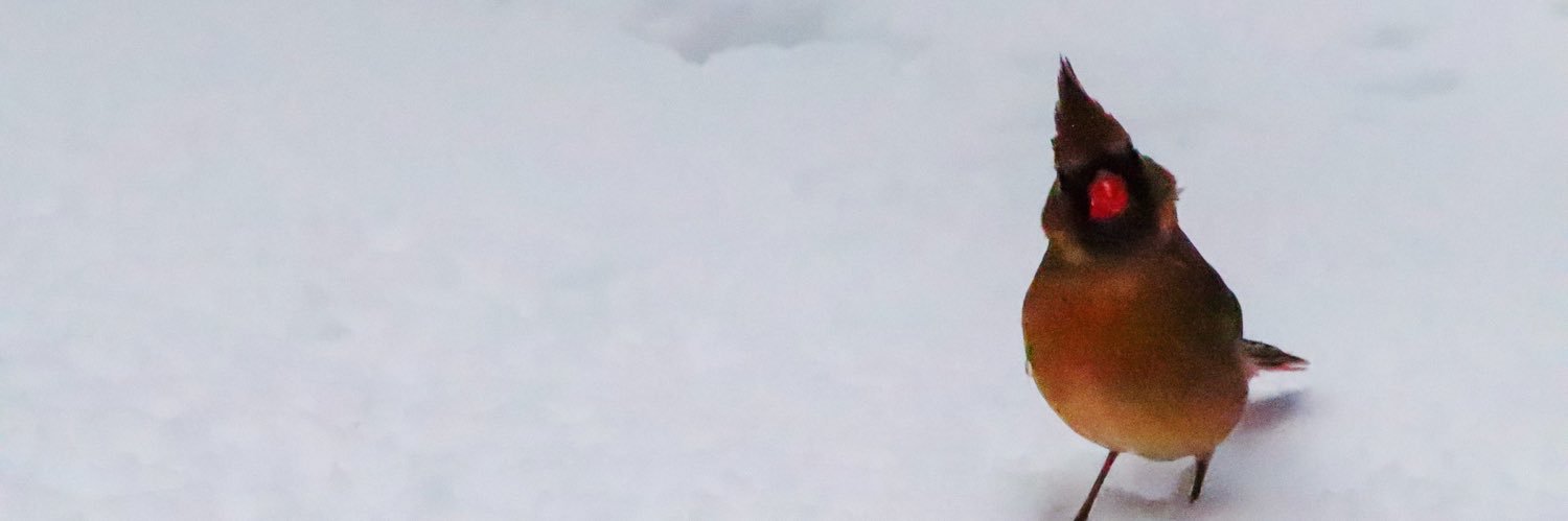 redbundle's profile banner image
