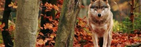 deniseprobe's profile banner image