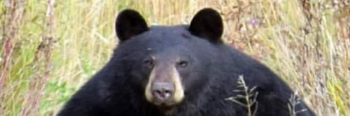 abarelybarebear's profile banner image
