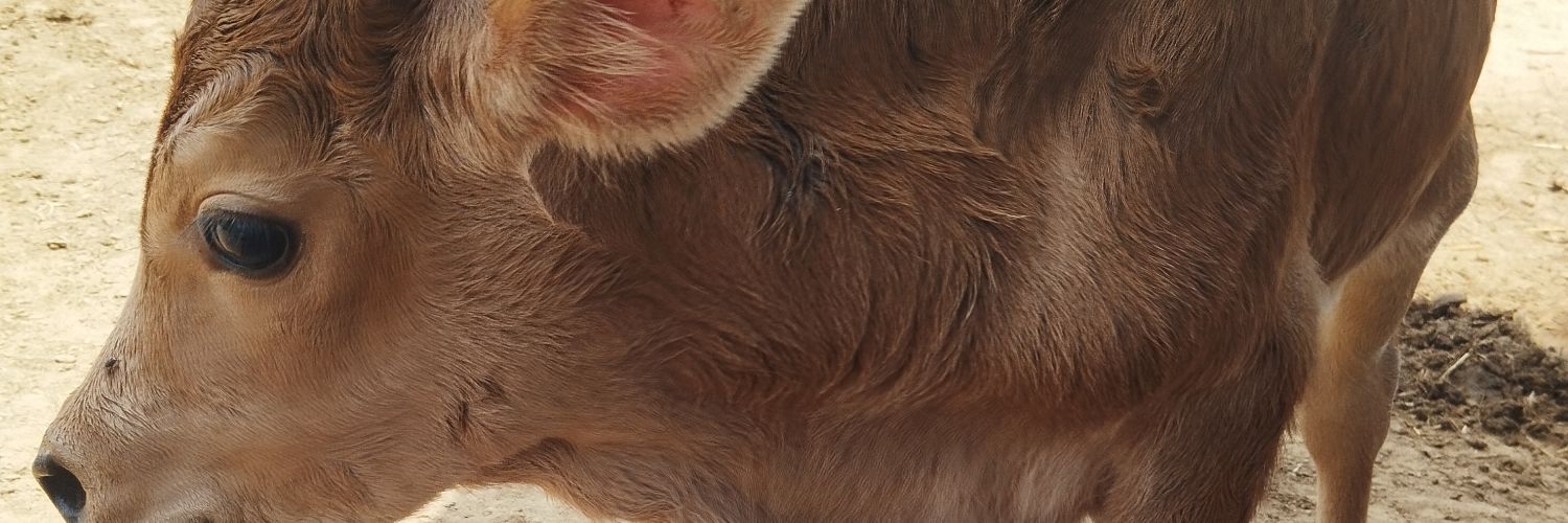 sabarnath4's profile banner image