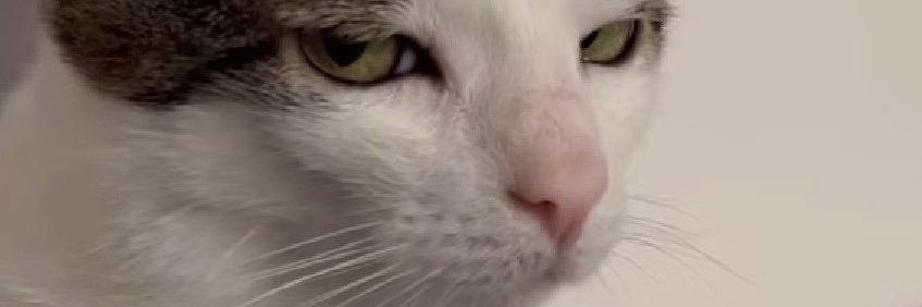 Elle🦋 banner