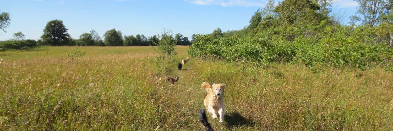 Jog_A_Dog's profile banner image