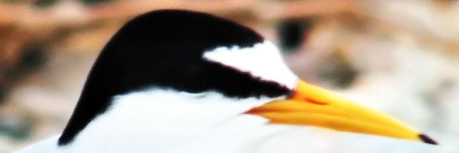 ryo_nyan's profile banner image