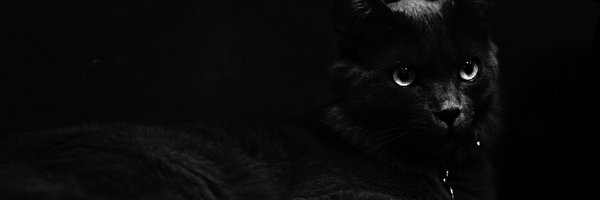 nestframework Profile Banner