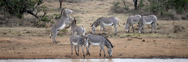 WWFLeadWildlife Profile Banner