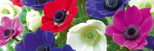 oruha_05's profile banner image