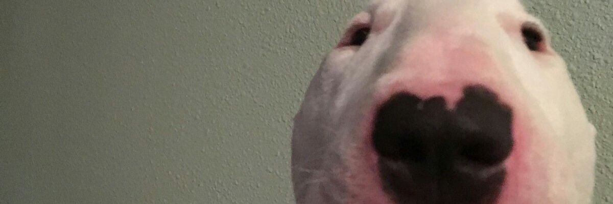 perka_perkins_'s profile banner image