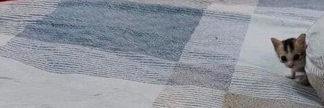 L O O P S ฅ⁠^⁠•⁠ﻌ⁠•⁠^⁠ฅ banner