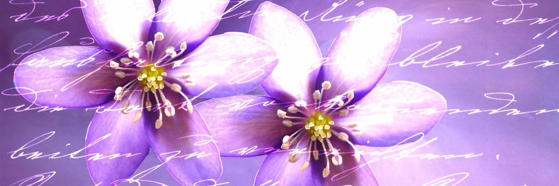 draugam's profile banner image