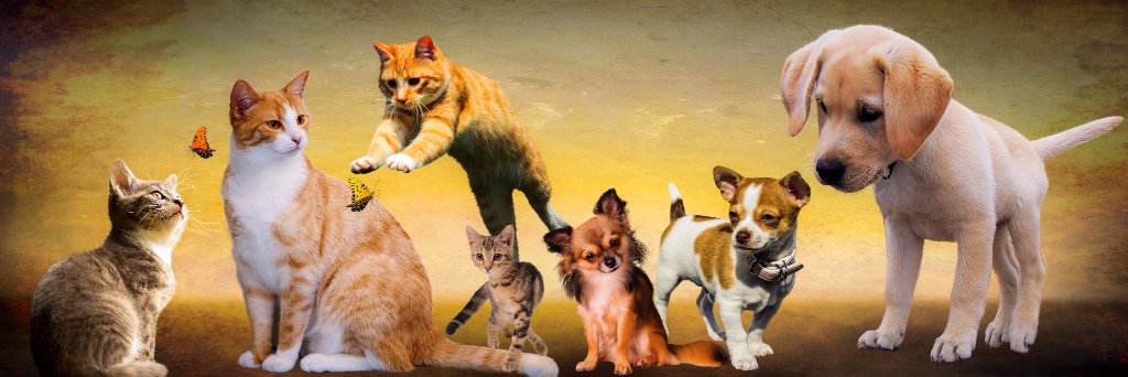TSMascotas's profile banner image