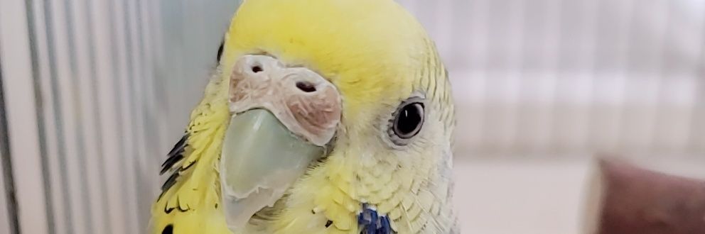 ゆみゆみばい(•ө•) banner