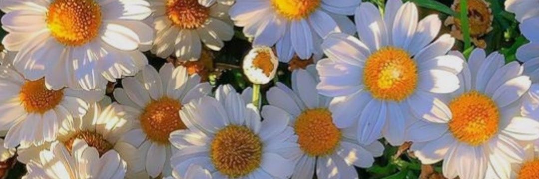 LuuliMarquez's profile banner image