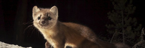 osufwcs Profile Banner