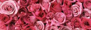 SYolanda_'s profile banner image