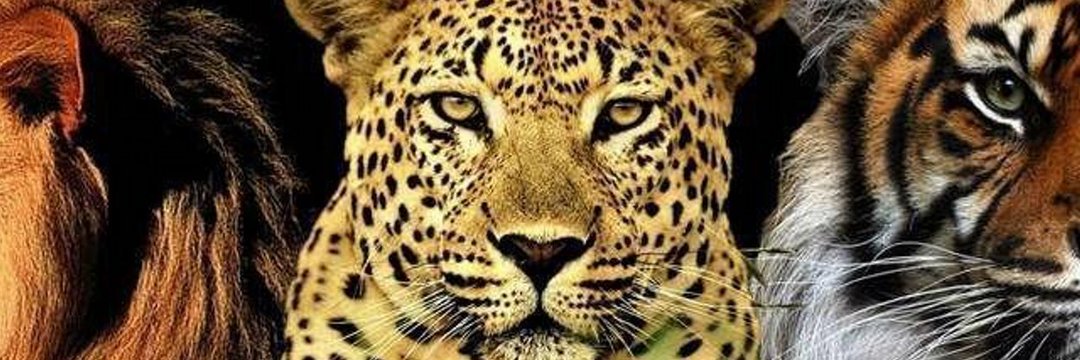 sanjeev6167's profile banner image