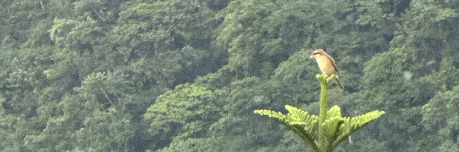 aero banner