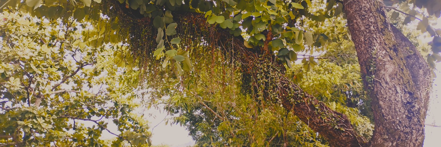 faemrye's profile banner image
