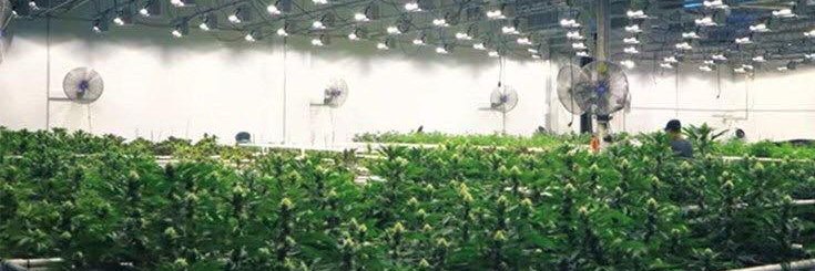 oregonhemplife's profile banner image