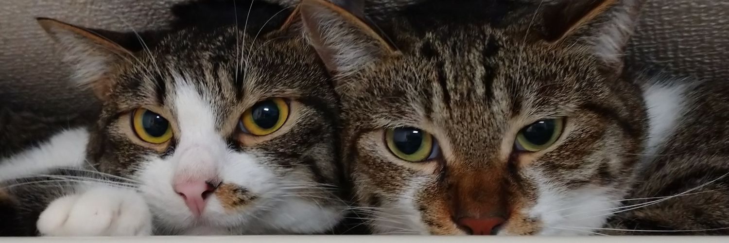 kanpyou_09's profile banner image
