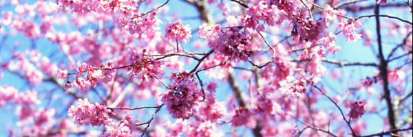 IroquoisPR Profile Banner