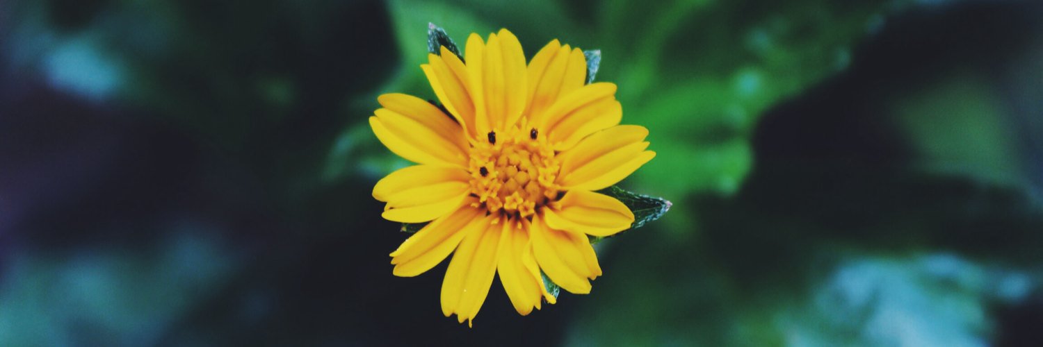 ValOliveeira's profile banner image