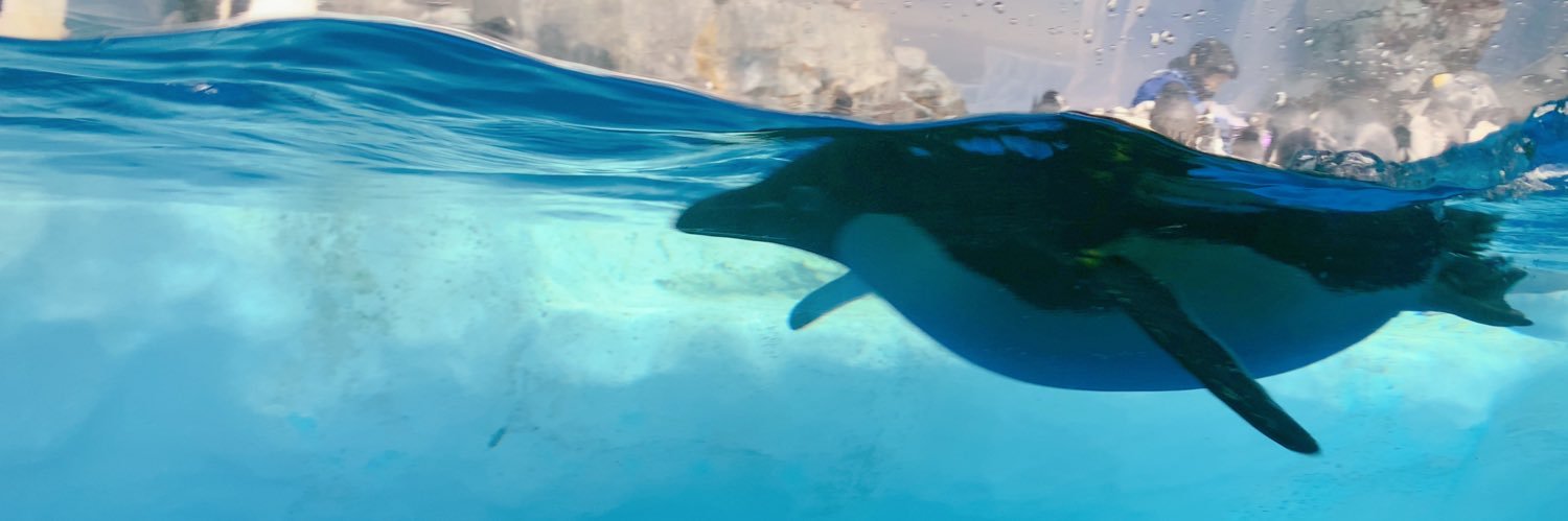 penguin_dess's profile banner image