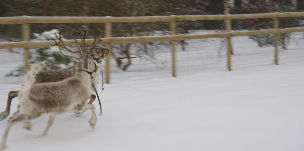 RiverReindeer's profile banner image