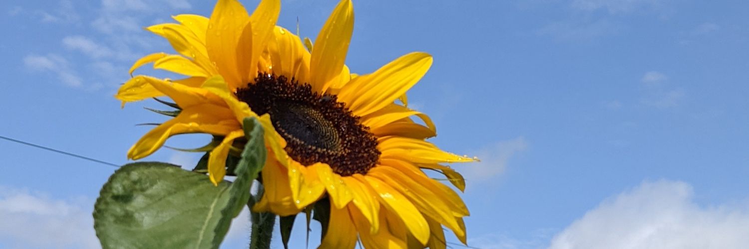 sophiefbaker's profile banner image
