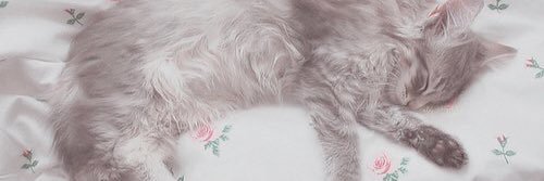 cucu_tam's profile banner image