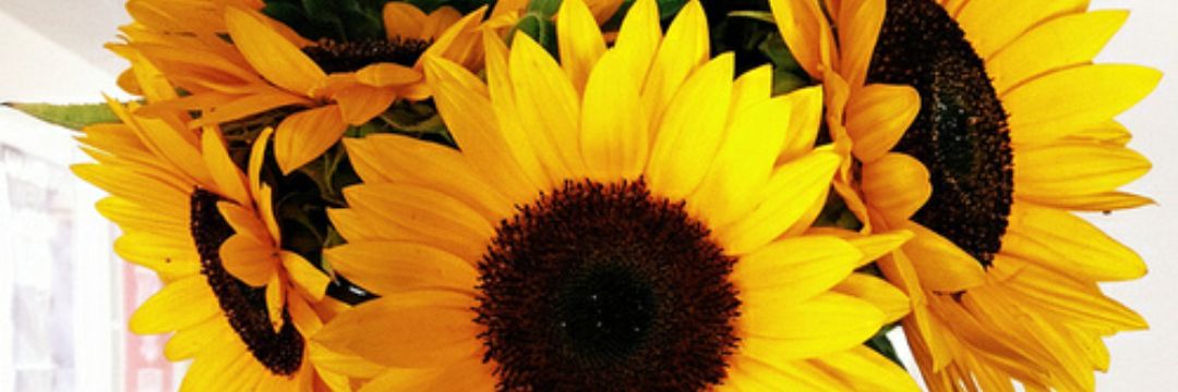 brookefosterr's profile banner image