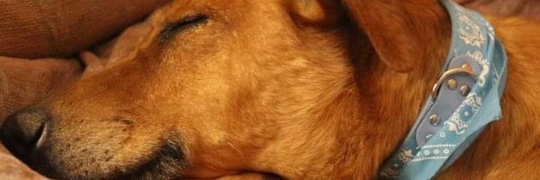 NicoChiessa Profile Banner