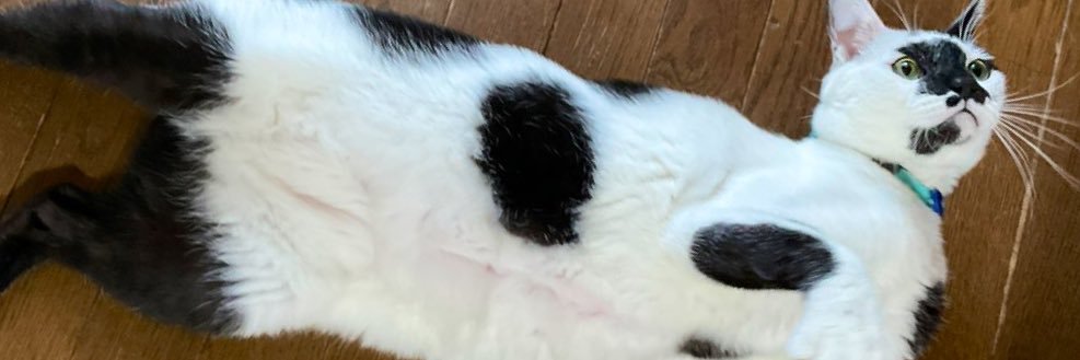 さぼてんちっぷくっきー banner