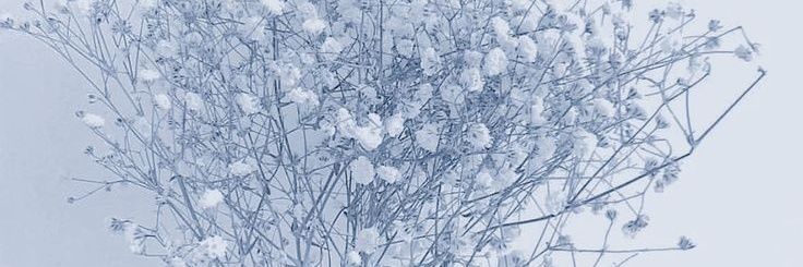 orchidddd_d's profile banner image
