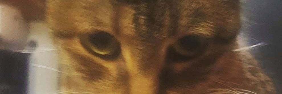 therealrjg84's profile banner image