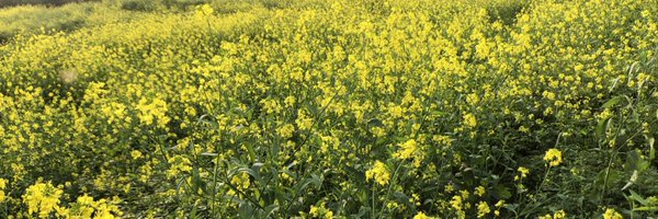 peichang_yang Profile Banner