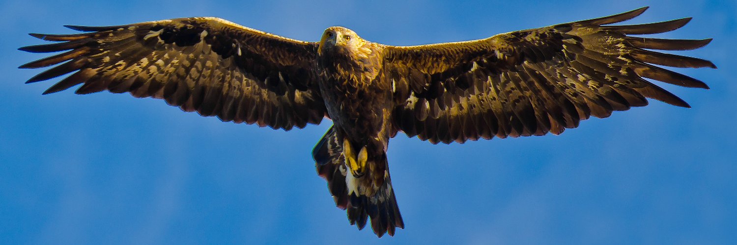 ¯\_/^v^\_/¯ banner