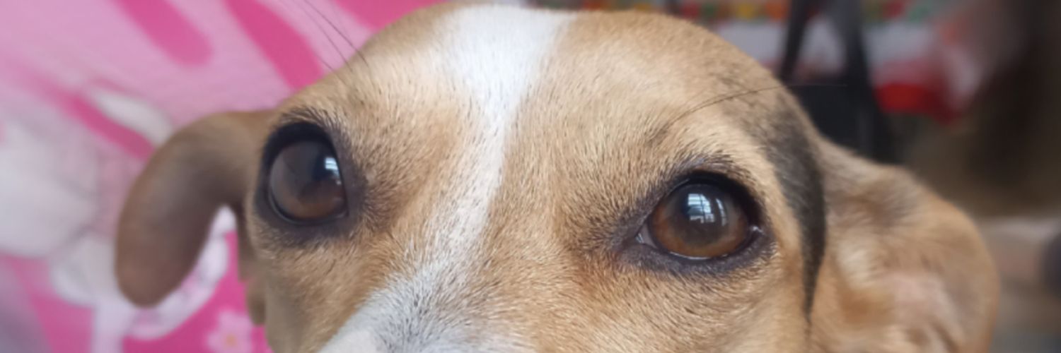 David 🐶 banner
