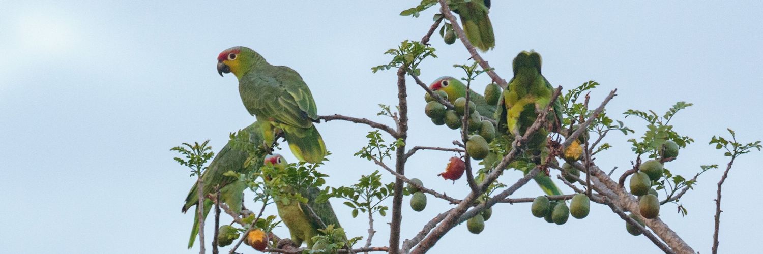 Ivisolisbirds's profile banner image