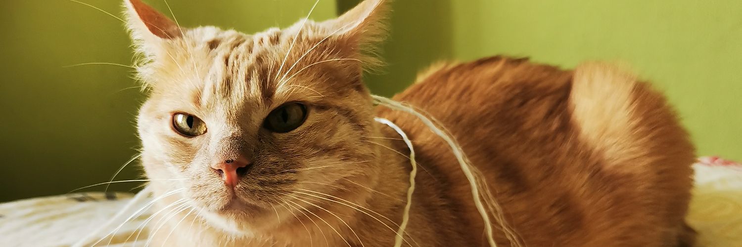 Pixie_x51's profile banner image