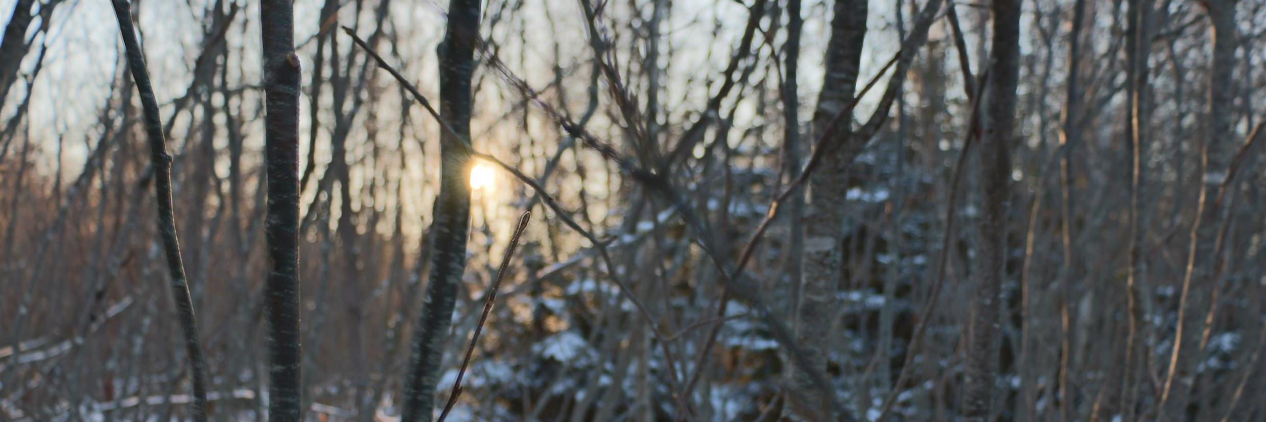ArleneMarchand's profile banner image