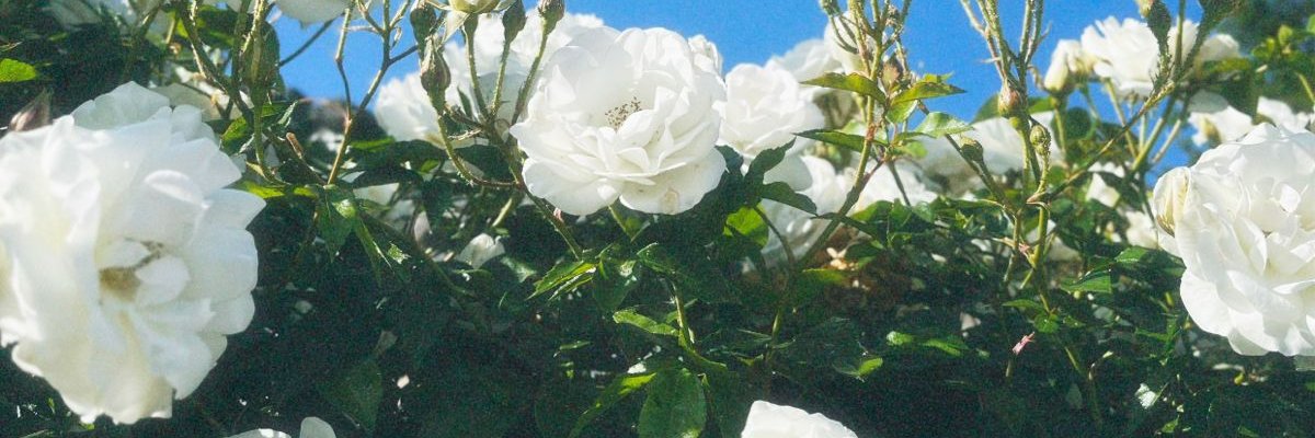 Norah banner