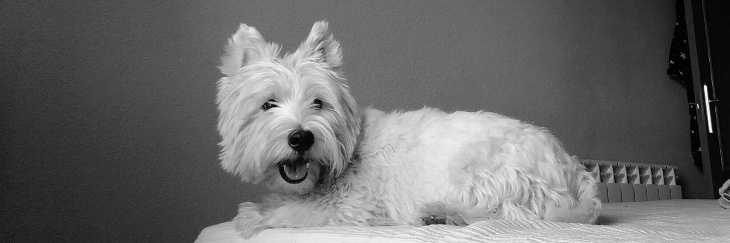 belrblanco's profile banner image