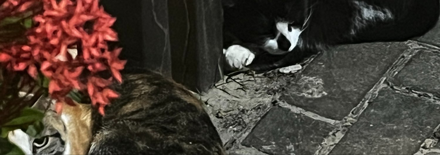 itsnotalaskaa's profile banner image