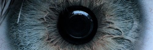 sheilanukaj's profile banner image