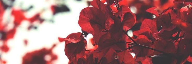 Vane_ibeth's profile banner image