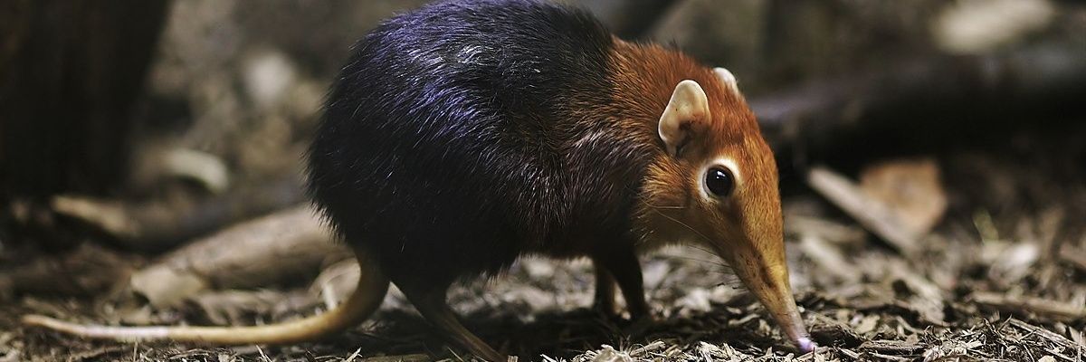 IsMiseJoe's profile banner image
