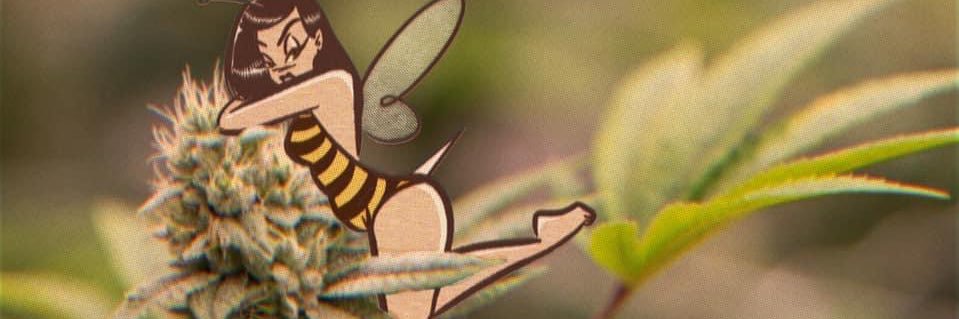 honeybeempls's profile banner image